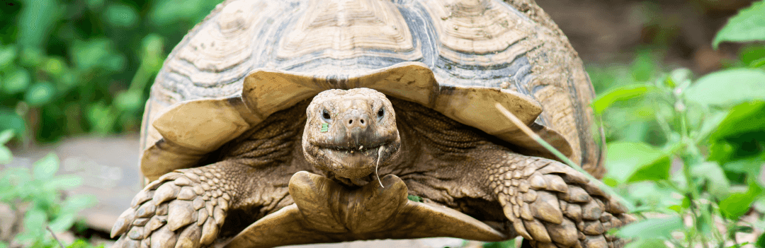 Comment nourrir une tortue terrestre ? ✔️ Le Royaume des Tortues