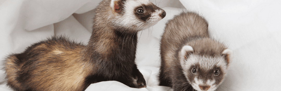 Choisir un furet mâle ou une femelle ?