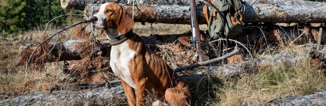 De bonnes croquettes pour chien de chasse