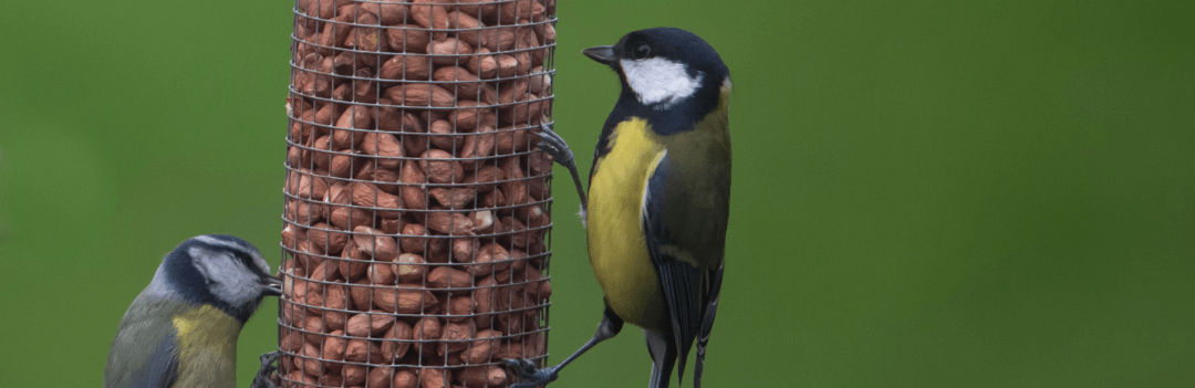 Aménager son jardin pour les oiseaux ?