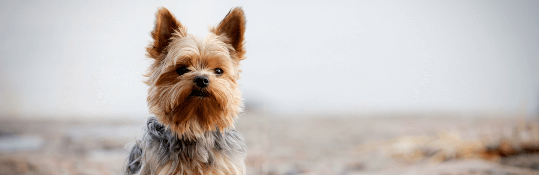 Le Yorkshire terrier