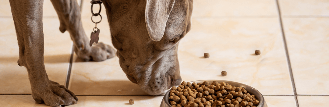 Mon chien ne mange plus ses croquettes, que faire ?