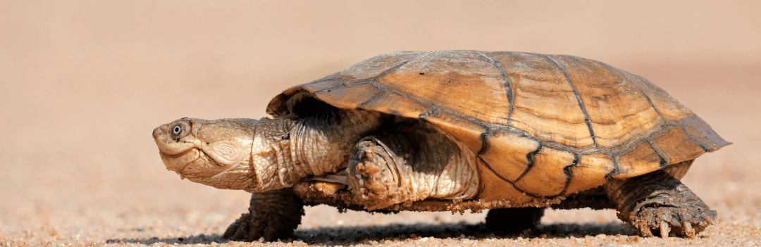 Tortue pelomedusa