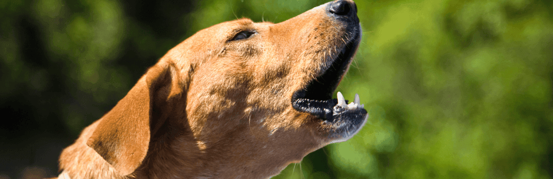 Comment empêcher un chien d'aboyer ?