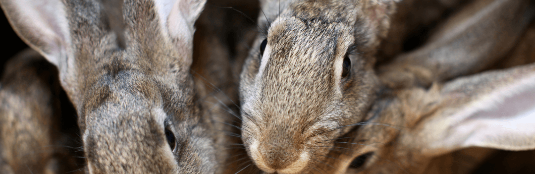 Les gros lapins