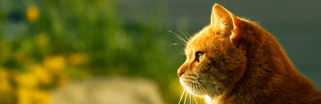 La teigne du chat