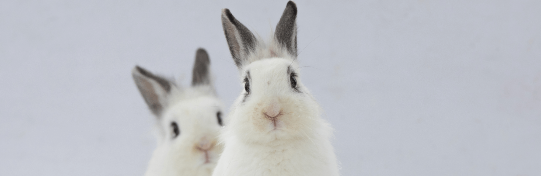 Comment jouer avec son lapin ?