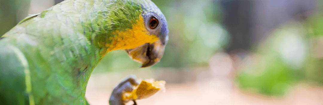 Les intoxications alimentaires chez les oiseaux