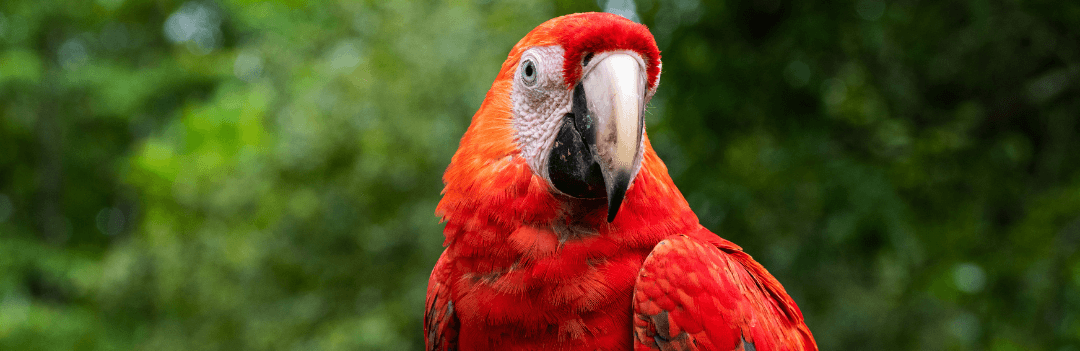 La réglementation pour l’achat d’un oiseau