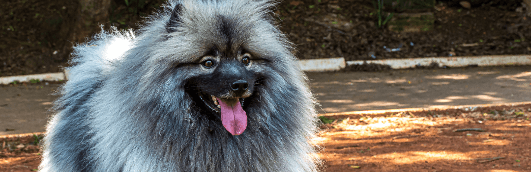 Des croquettes pour un chien qui perd ses poils