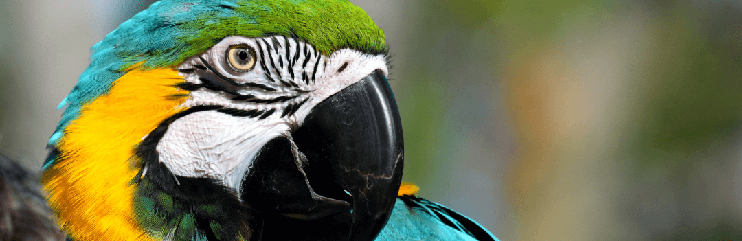 Arrivée de l’oiseau : comment le rendre heureux