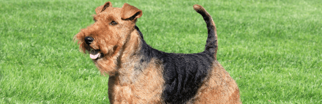 Le Welsh Terrier