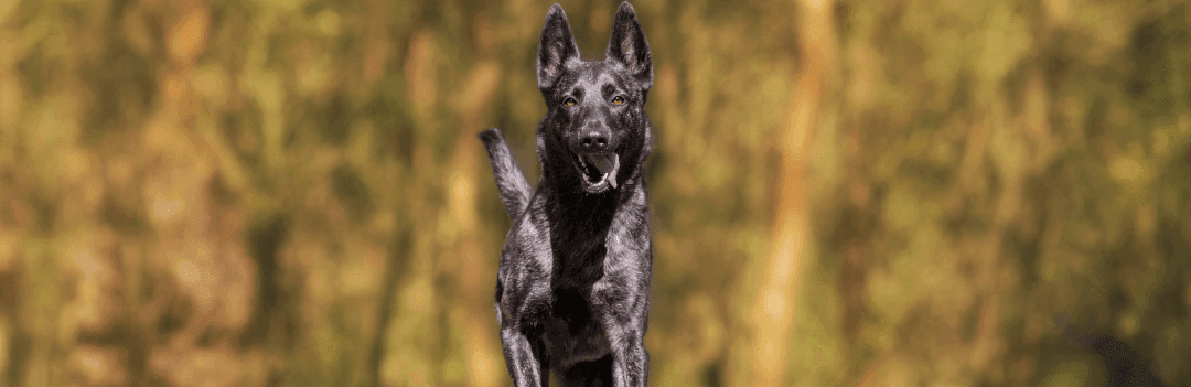 Santé articulaire chez le chien et gestion du poids : un aliment, deux bénéfices santé