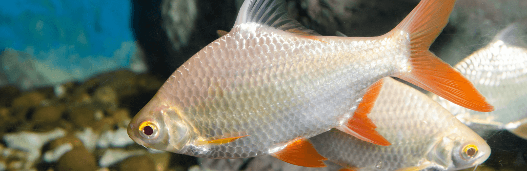 Prévenir les maladies chez les poissons