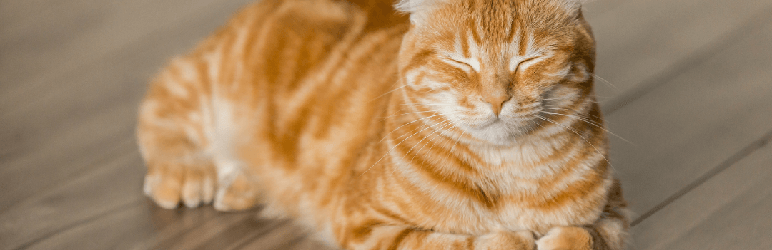 Combien de temps un chat peut rester sans manger ?