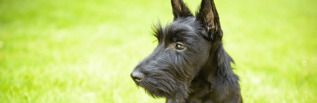 Le Scottish Terrier