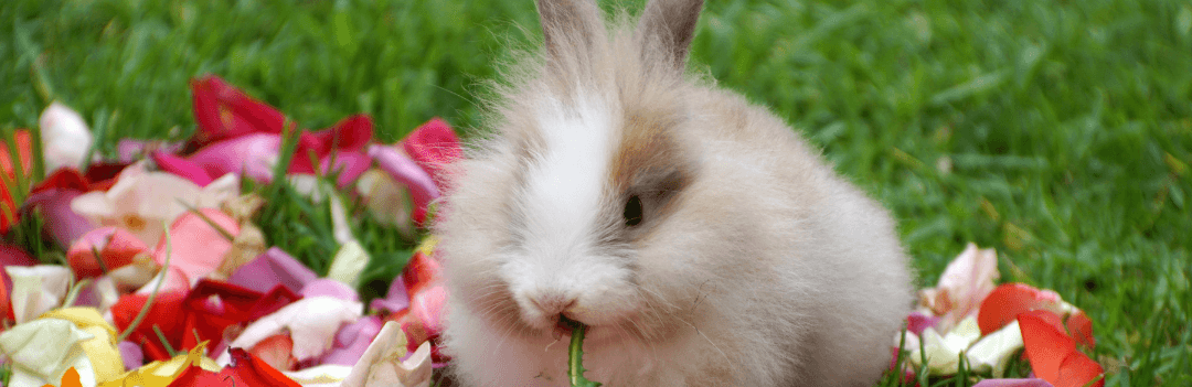 Le lapin nain angora