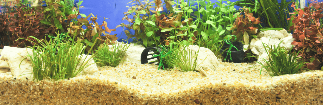 Quels poissons pour mon aquarium ? - Blog