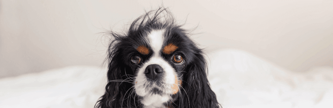 Mon chien perd ses poils : les causes et les solutions