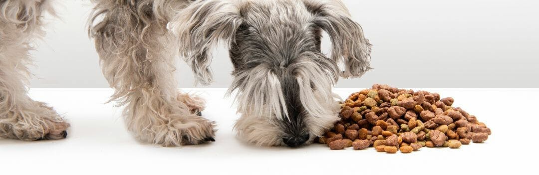 Comment calculer la quantité de croquettes pour un chien ?