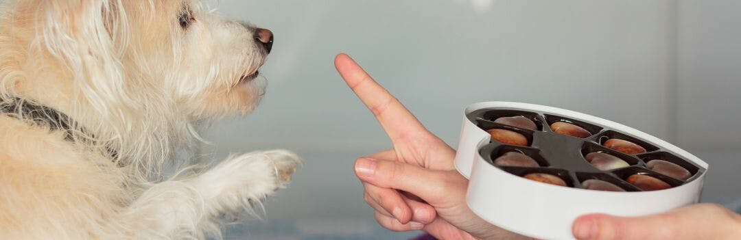 Peut-on donner du chocolat à un chien ?