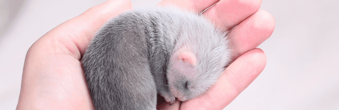 Le bébé furet