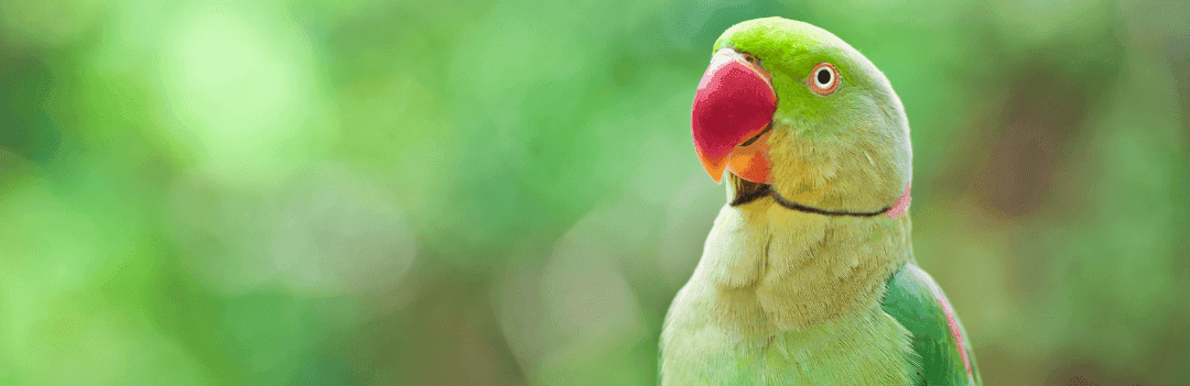 Arrivée de l’oiseau : Préparez son installation