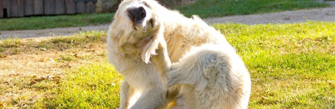 Croquette pour un chien qui se gratte