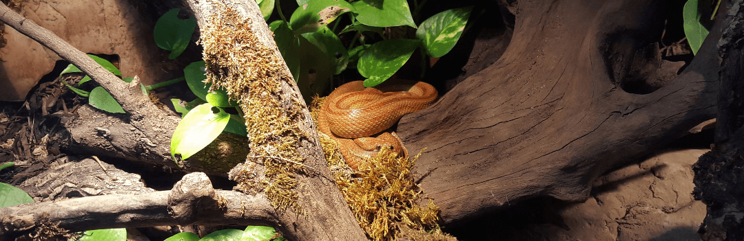 Comment aménager et entretenir un terrarium pour serpent