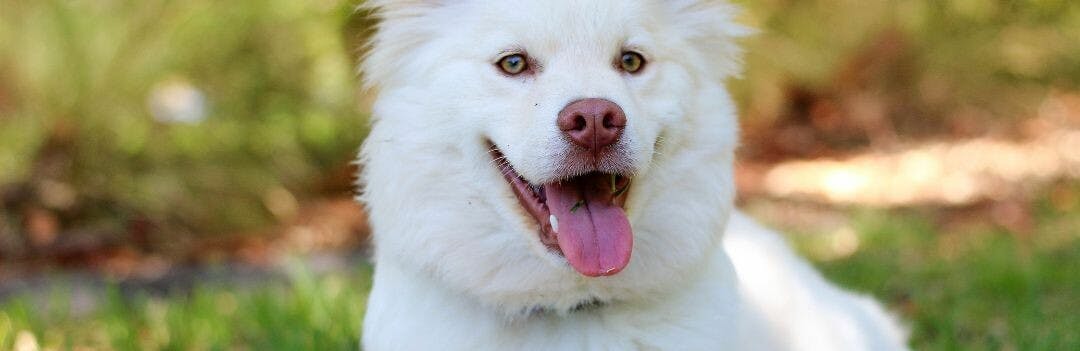 Quelle croquette pour un chien avec des allergies ?