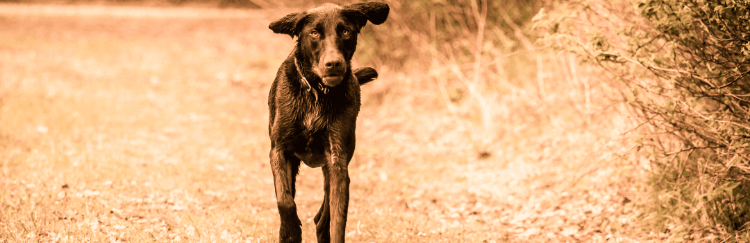 Pourquoi mon chien est maigre ?