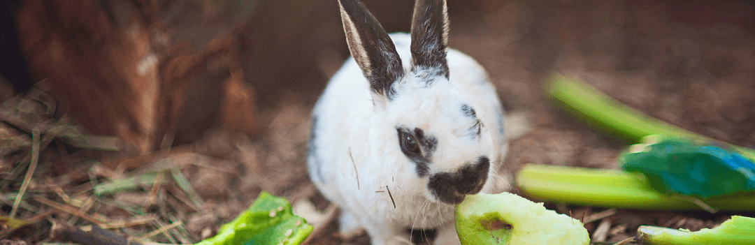 Combien de temps un lapin peut rester sans manger ?