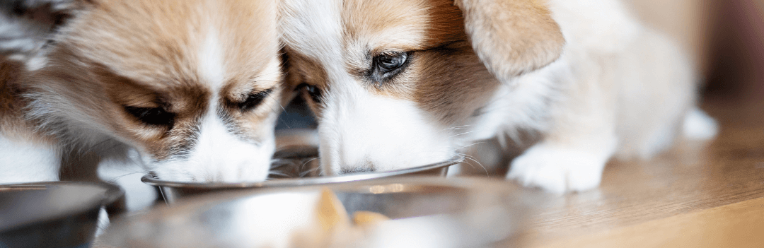 Peut-on donner autre chose que des croquettes à un chiot ?