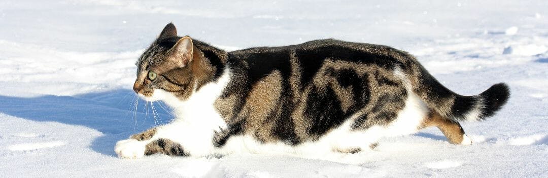 Comment savoir si un chat a froid ? Nos conseils