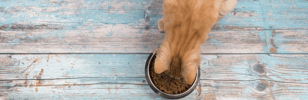 DOSSIER – Quelles sont les meilleures croquettes pour chat ? Le