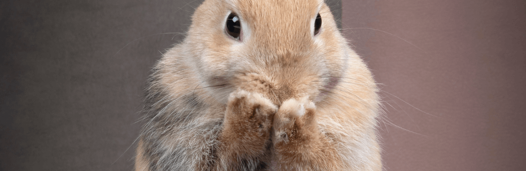 Mon lapin est stressé - Pourquoi ?