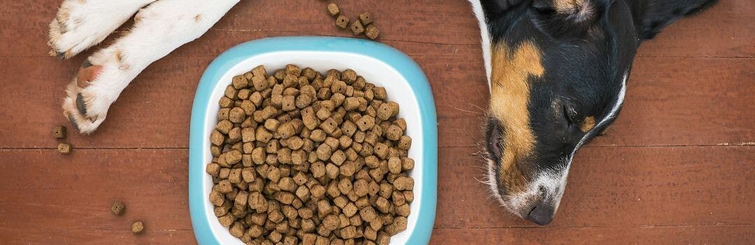 Comment sont fabriquées les croquettes pour chien ?