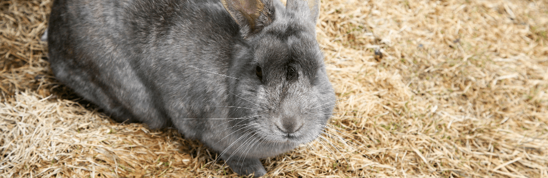 Quelle litière choisir pour son lapin ?