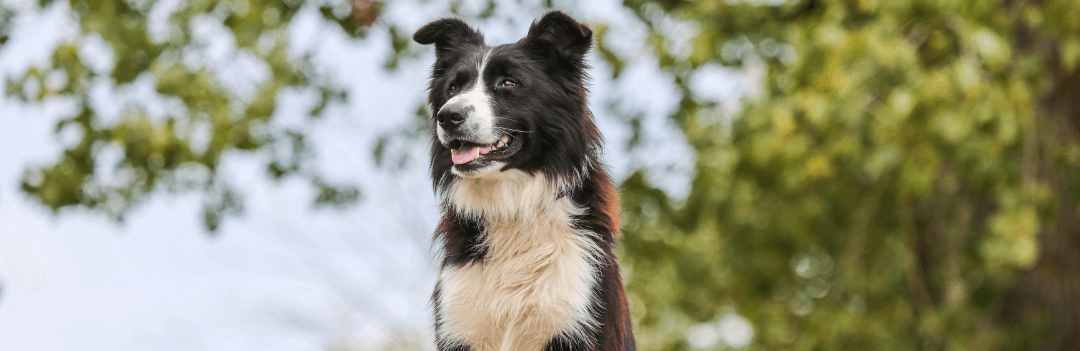 Le Border Collie