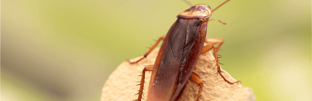 Terre de diatomée contre les cafards