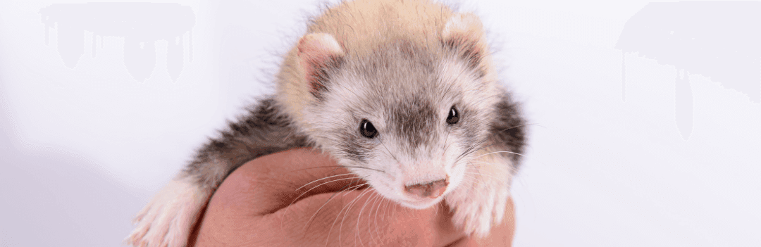 Où acheter un furet ?