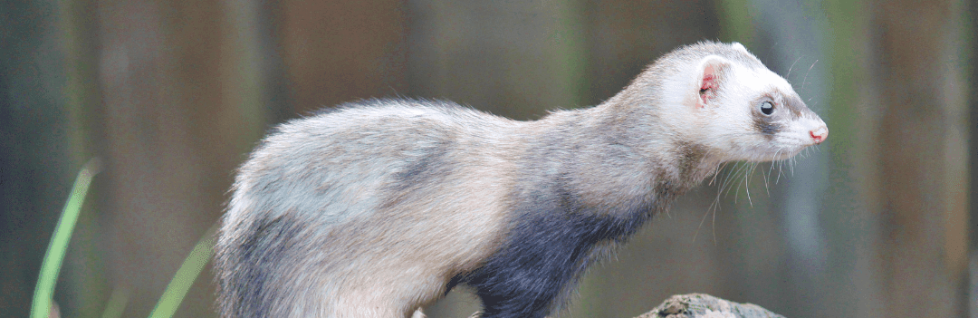 La canicule chez les furets