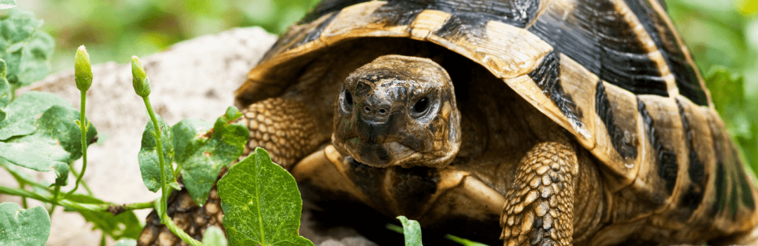 Tortue des steppes