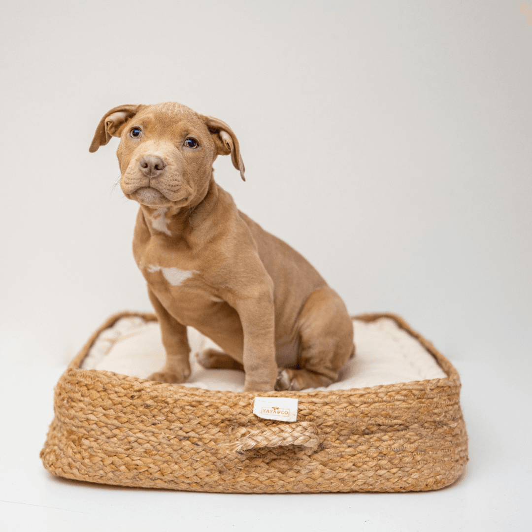 chiot sage