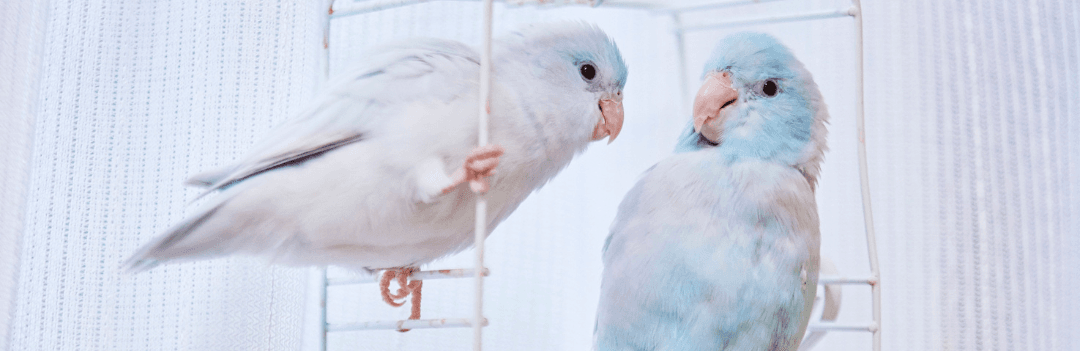 Acheter un oiseau domestique