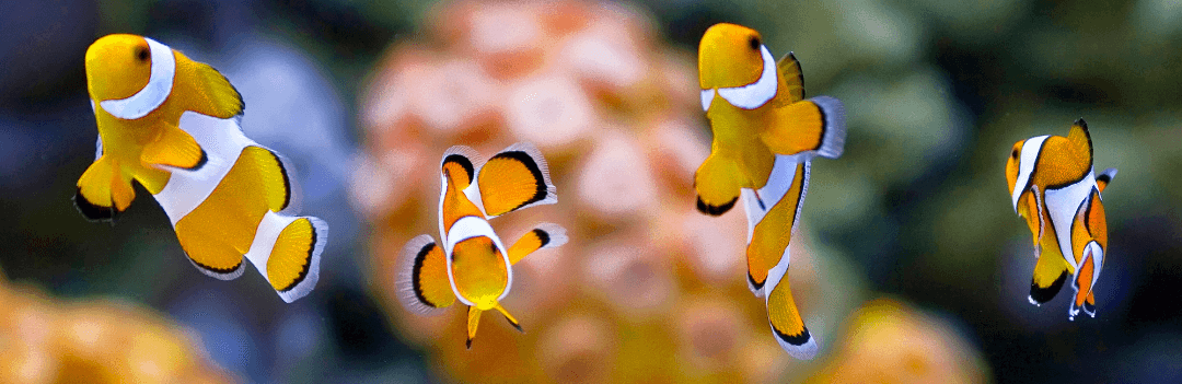 Décorer son aquarium