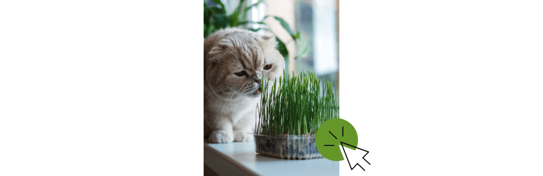 Herbe à chat
