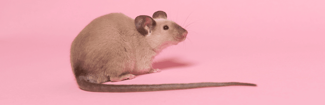 souris domestique mignonne