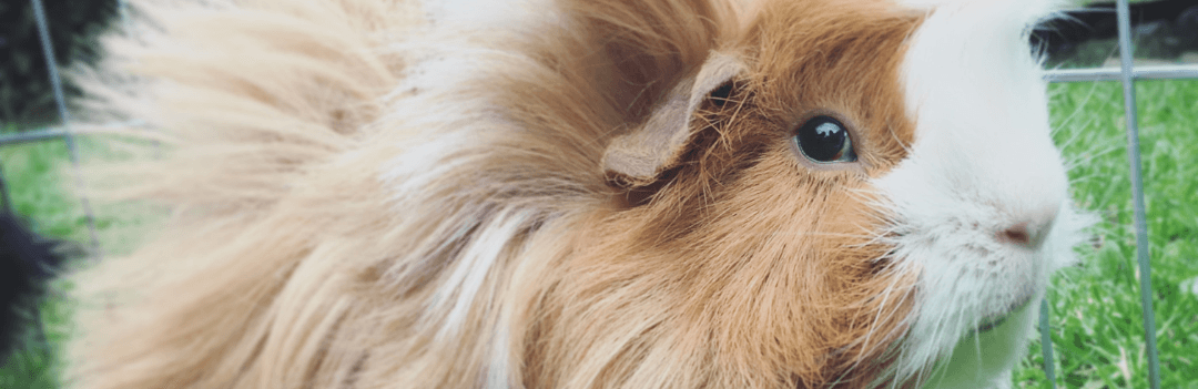 Cochon d'inde à la maison