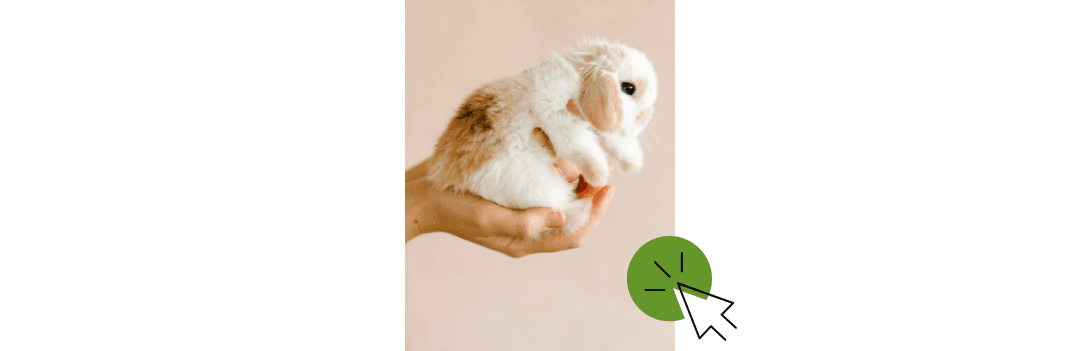 Soins et hygiène du lapin